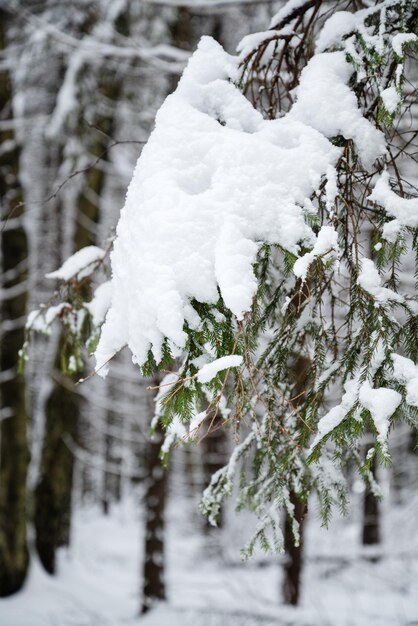 Verschneiter Tannenzweig im Winterwald hautnah