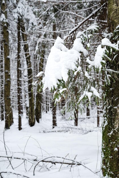 Verschneiter Tannenzweig im Winterwald