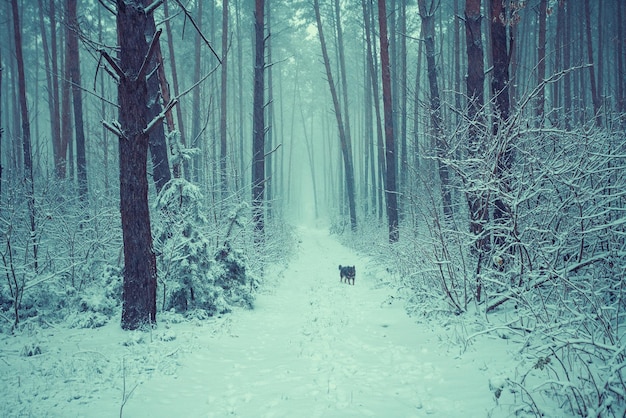 Verschneiter Wald im Winter Hundespaziergang im Wald