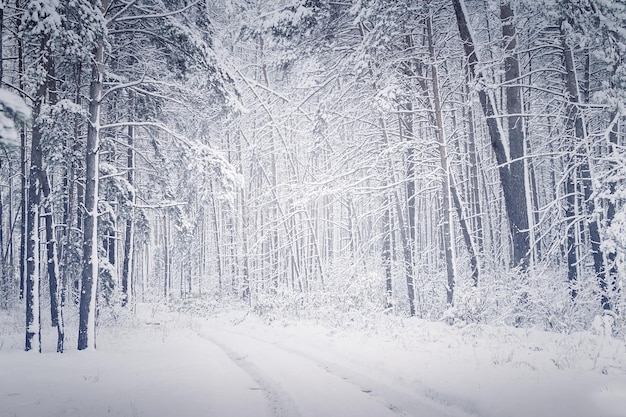 Verschneiter Wald mit Straßenspur