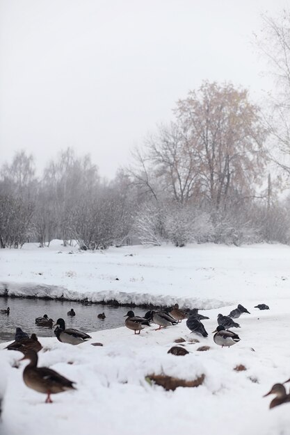 Verschneiter Winterpark und Bänke. Park und Pier zum Füttern von Enten und Tauben. Der erste Schnee bedeckte den Herbstpark.