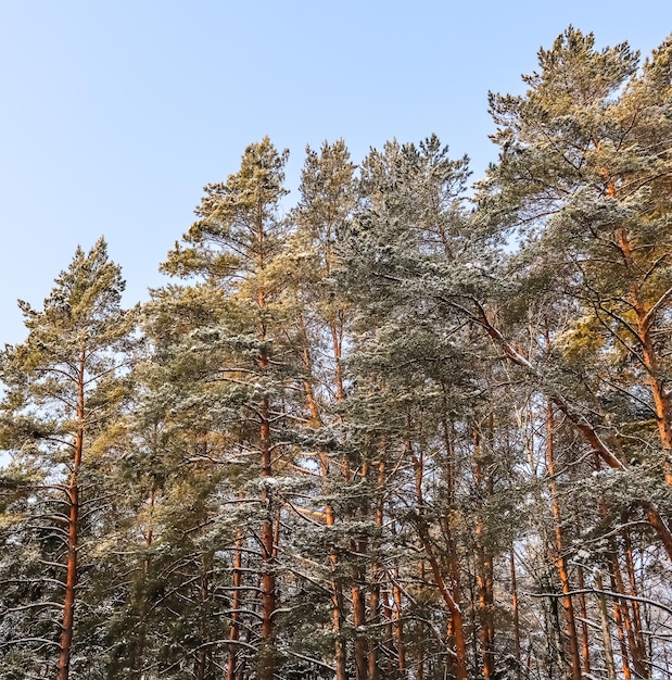 Verschneiter Winterwald an einem sonnigen Tag schneebedeckte Kiefern im Sonnenlicht auf einem Hintergrund des blauen Himmels