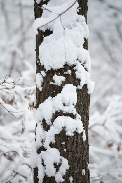 Verschneiter Winterwald mit Eichensäulen