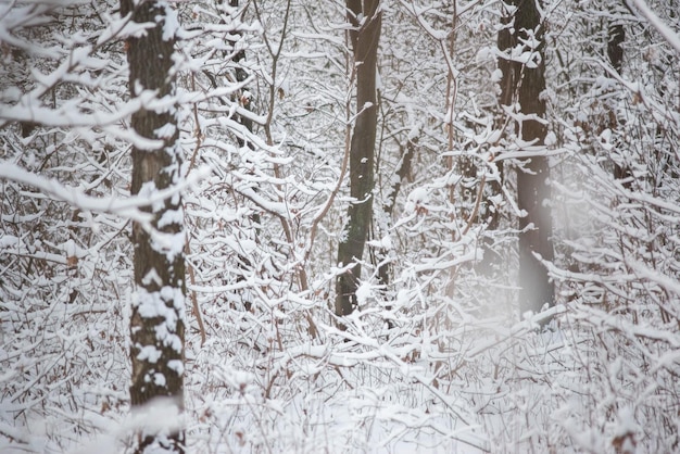 Verschneiter Winterwald mit Eichensäulen