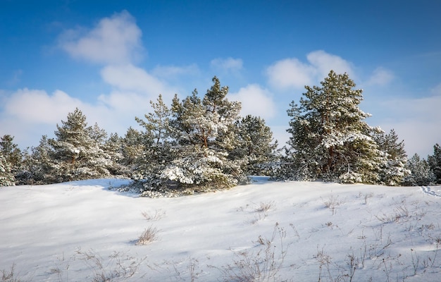 Verschneiter Winterwald mit jungen Kiefern und schönen schneebedeckten Nadelbäumen. Winterlandschaft