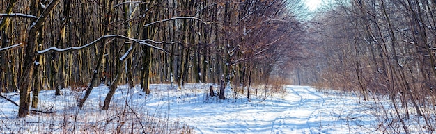 Verschneiter Winterwald mit kahlen Bäumen bei sonnigem Wetter, Panorama