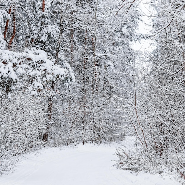 Verschneiter Winterwald Schneebedeckte Bäume und Sträucher Skipiste auf einer schneeweißen Straße