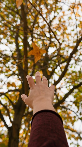 Verschwommene Frauenhand, die im Herbst und Winter nach der Sonne und einem Blatt eines Laubbaums greift.