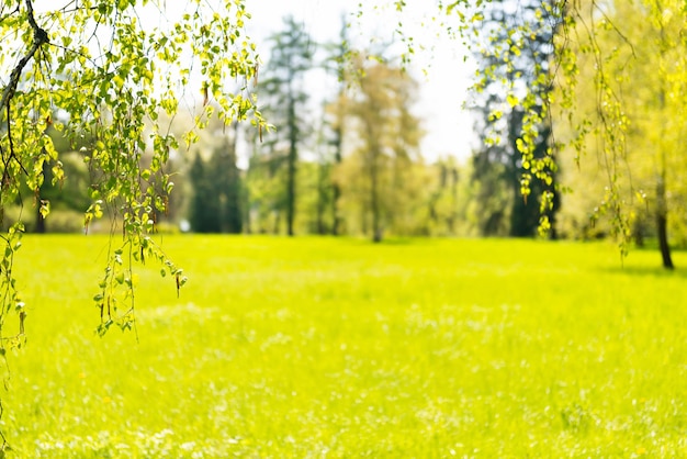 Verschwommene grüne Blätter und Natur