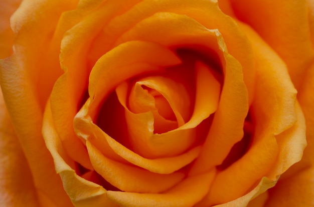 Foto verschwommene orangefarbene rosen mit verschwommenen mustern