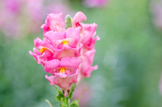 Verschwommene rosa blumen als unscharfe gemusterte hintergründe