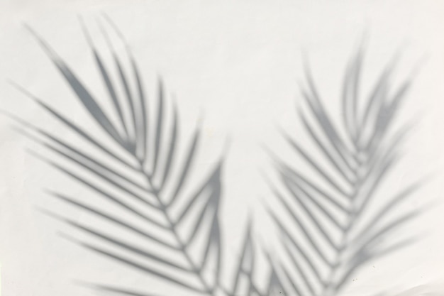 Verschwommene Silhouette einer tropischen Palme und auf grauem Hintergrund. Zeitgenössisches sonniges Sommerkonzept