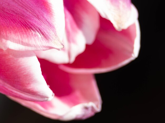 Verschwommene Studioaufnahme von Magentafarbener Tulip Flower Makro selektiver Fokus