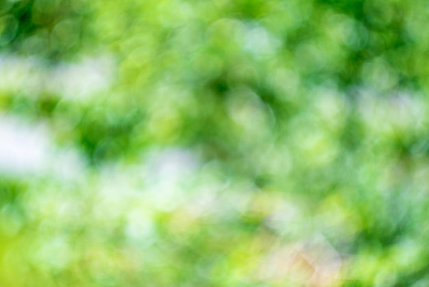 Verschwommener Hintergrund grüner Blätter an einem sonnigen Sommertag