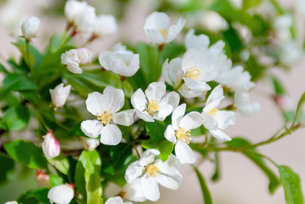 Verschwommener Pflaumenbaumhintergrund in voller Blüte Zweig von Pflaumenfrühlingsblumen an einem schönen sonnigen Tag Frisches Laub im Frühling im Mai