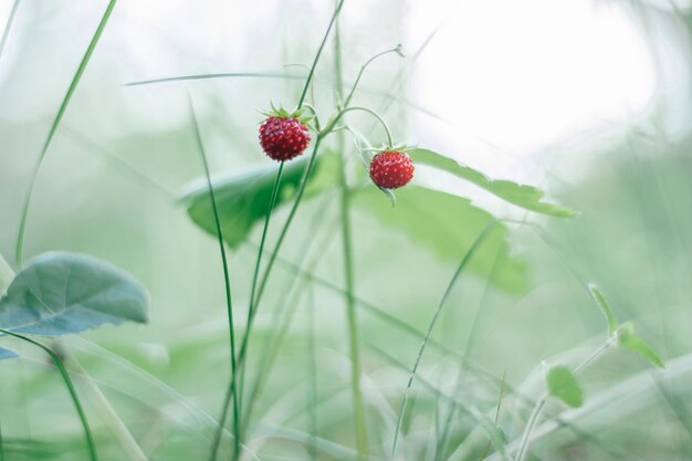 Verschwommener Walderdbeerbusch mit zwei leckeren reifen roten Beeren und grünen Blättern wachsen in grünem Gras auf wilder Wiese an sonnigen Sommertagen Organischer Hintergrund Kopierbereich Makro Nahaufnahme Selektiver Fokus