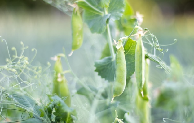 Verschwommenes Bild einer jungen Erbsenpflanze mit Schoten Zuckererbsen, die in einem Sommergarten wachsen, grüne Blätter