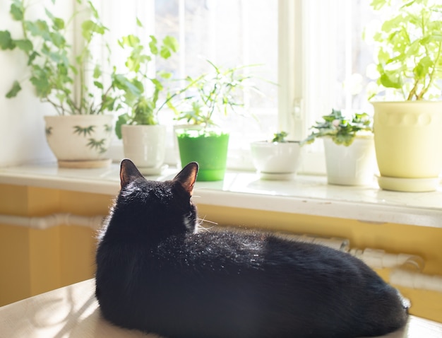 Verschwommenes, gemütliches, trendiges Wohninterieur mit grünen Hauspflanzen am sonnenbeschienenen Fenster und mit schwarzer Katze, die sich in der Sonne sonnt.