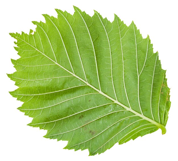 Verso da folha verde da árvore de olmo isolada