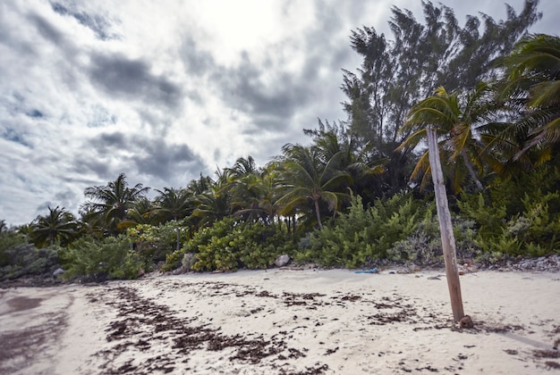 Versos de palmeras bordean toda la playa de Xpu-Ha en México.