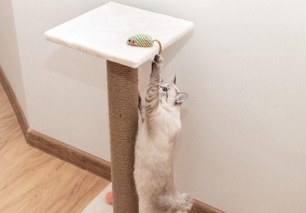 Verspielte Katze, die mit Mausspielzeug spielt und Kratzbaum klettert Haustiertraining