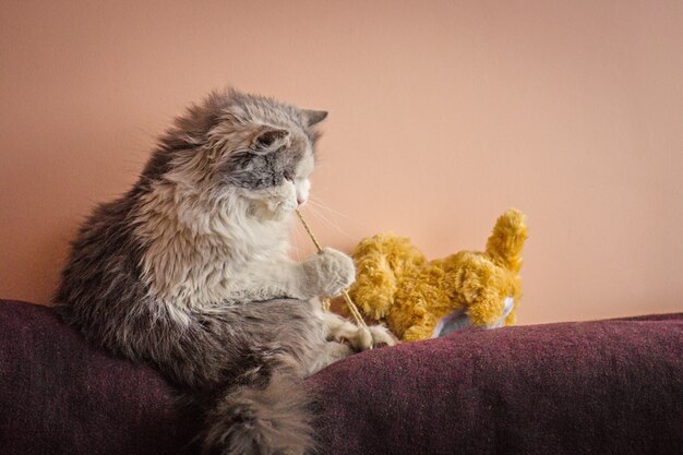 Verspielte Katze Kätzchen mit Spielzeug