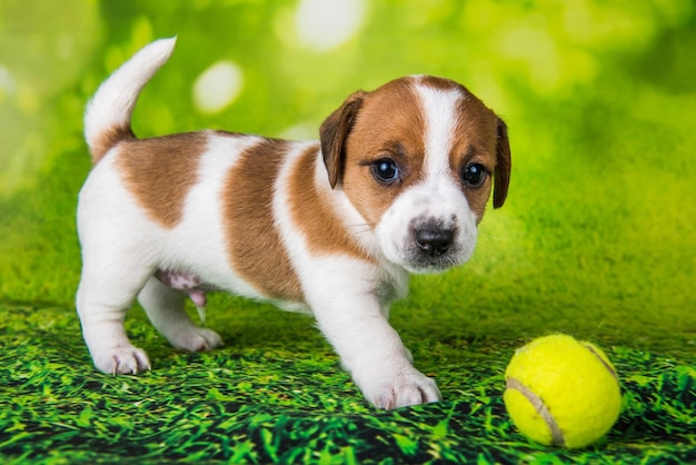 Verspielter glücklicher Jack Russell Terrier Hundewelpe mit Tennisballporträt isoliert auf grünem Hintergrund