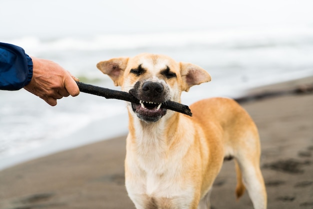 Verspielter Hund am Strand