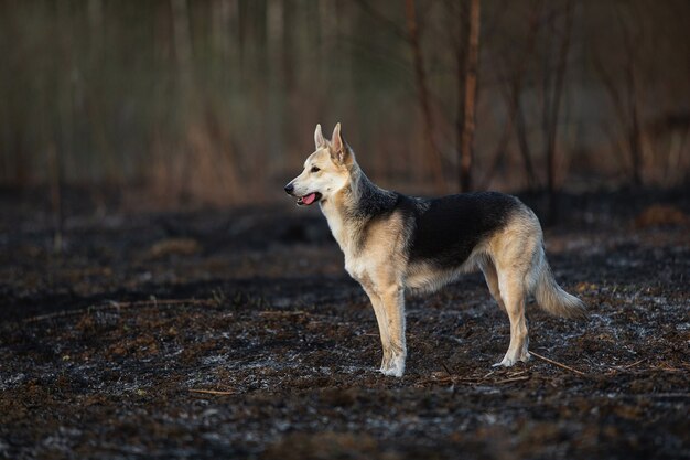 Verspielter Hund, der am sonnigen Frühlingsmorgen auf dem Feld mit verbrannten Grasbäumen im Hintergrund steht