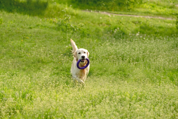 Verspielter Hund, der auf blühendem Feld geht