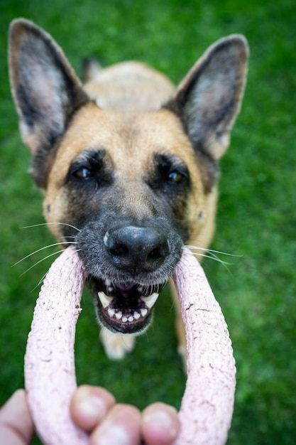 Verspielter Hund Deutscher Schäferhund spielt mit Spielzeug im Freien