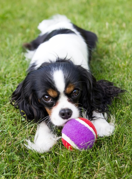 Verspielter Hundekavalierspaniel, der mit einem Ball im Garten spielt