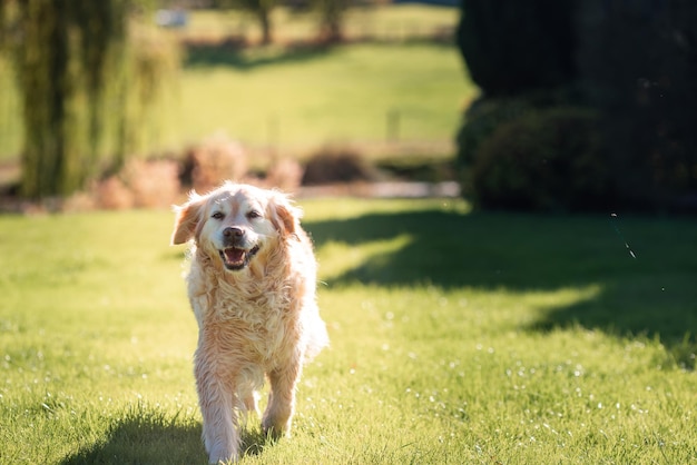 Verspielter, süßer, entzückender Golden Retriever-Hund spielt und läuft in einem Park auf offenem Feld mit grünem Gras