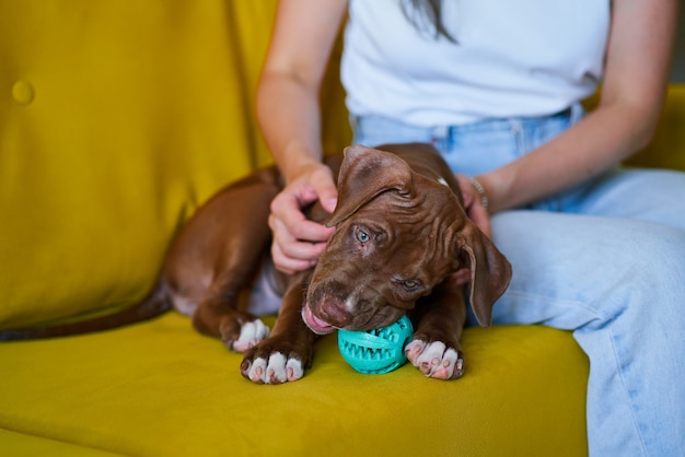 Verspielter und fröhlicher Pitbull, der Plastikspielzeug auf dem Sofa direkt neben dem weiblichen Haustiereltern isst