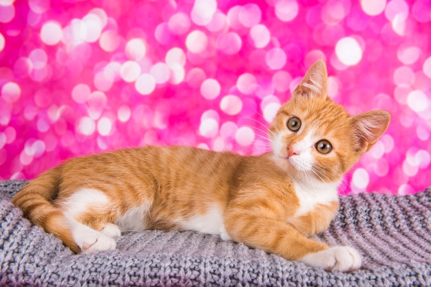 Verspieltes und lustiges süßes rotes Kätzchen auf rosa Hintergrund