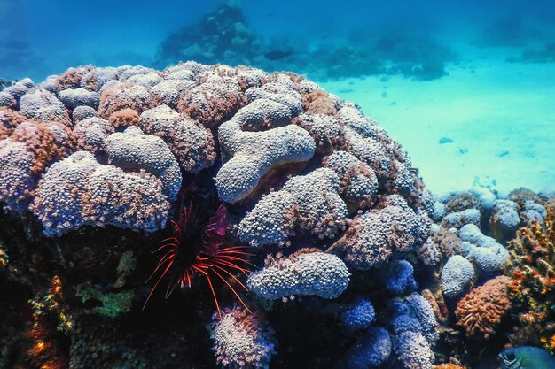 Verstecken von Rotfeuerfischen giftigen Korallenrifffischen, invasive Arten (Pterois volitans) Tropische Gewässer, Meereslebewesen