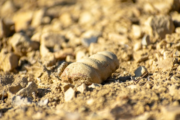 Versteinerte Gastropoden aus der Antike