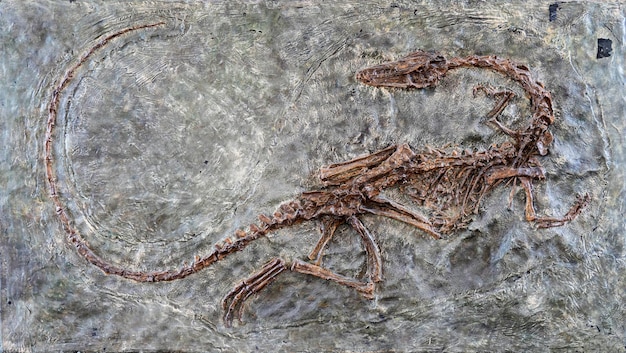 Versteinerte gruselige versteinerte Velociraptor-Dinosaurier-Fossilreste in Stein mit Details des Skeletts mit Schädel