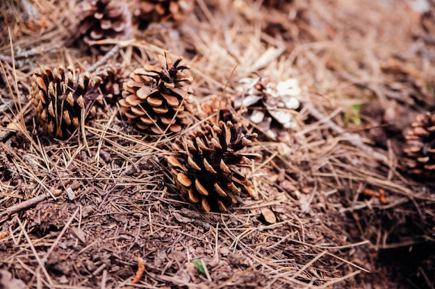 Verstreute Tannenzapfen auf dem Boden im Wald Verschwommener Hintergrund und Bokeh Selektiver Fokus Schönheit liegt in der Natur