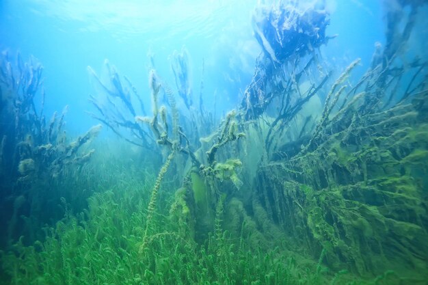 versunkene Bäume unter Wasser überflutet / See frischer Dschungel Wasserökologie schöne Landschaft