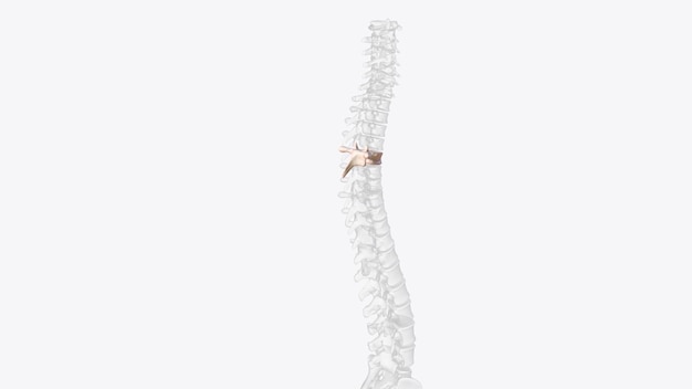 Foto en los vertebrados, las vértebras torácicas componen el segmento medio de la columna vertebral entre las vérteblas cervicales y las vértebnas lumbares.