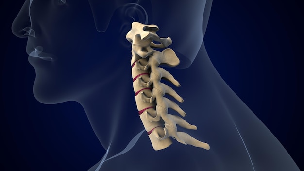 Vértebras cervicales de la médula espinal Columna vertebral del sistema esquelético humano Ilustración anatómica en 3D