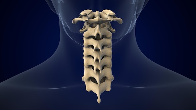 Vértebras cervicales de la médula espinal Columna vertebral del sistema esquelético humano Ilustración anatómica en 3D
