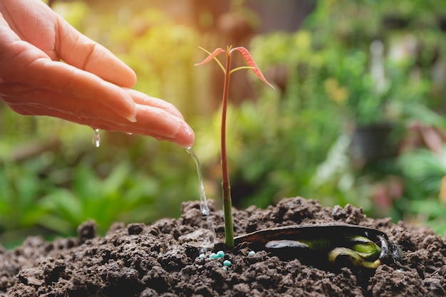 Verter una planta joven de regadera. Jardinería y plantas de riego.