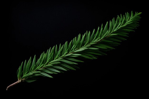 Foto vertical closeup shot of a green fir tree