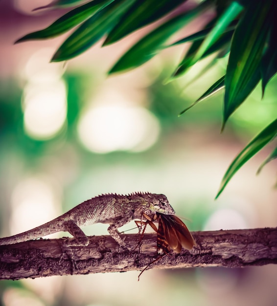 VERTICAL Macro foto de primer plano captura el momento gran lagarto gris comer devourie presa golondrina todavía revoloteando escarabajo marrón cucaracha sentarse en rama Verde brillante naturaleza fondo Vida lucha ecosistema