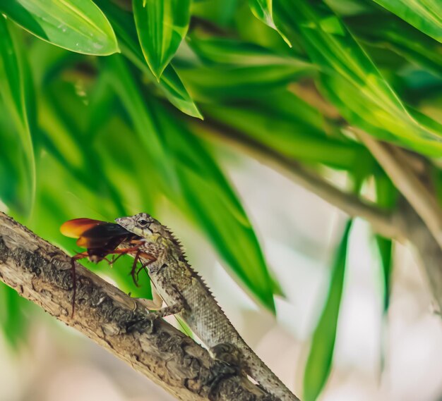 VERTICAL Macro foto de primer plano captura el momento gran lagarto gris comer devourie presa golondrina todavía revoloteando escarabajo marrón cucaracha sentarse en rama Verde brillante naturaleza fondo Vida lucha ecosistema