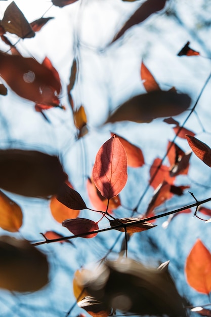 Vertical outono natureza fundo com bagas e folhas fundo outono