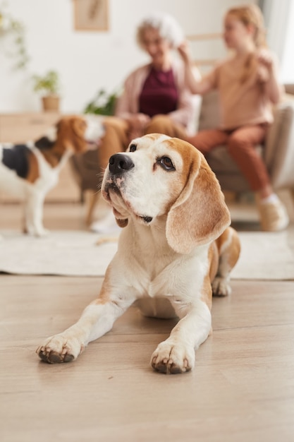 Vertical de perro beagle senior acostado en el piso con familia feliz