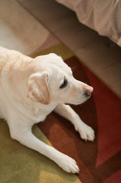 Vertical en tonos cálidos retrato de perro labrador blanco acostado sobre una alfombra en el acogedor interior de la casa, espacio de copia